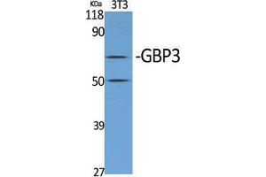 Western Blot (WB) analysis of specific cells using GBP3 Polyclonal Antibody. (GBP3 Antikörper  (C-Term))