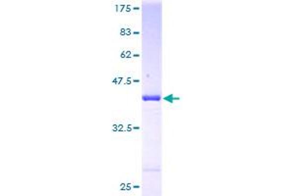 ARF6 Protein (AA 1-175) (GST tag)