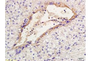 Immunohistochemistry (IHC) image for anti-Solute Carrier Organic Anion Transporter Family, Member 2A1 (SLCO2A1) (AA 611-643) antibody (ABIN1386754)