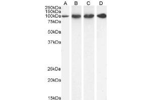 PSMD2 Antikörper  (C-Term)