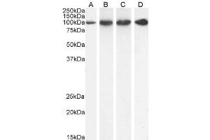 ABIN185319 (1 µg/ml) staining of HeLa (A), U251 (B), KNRK (C) and (0. (PSMD2 Antikörper  (C-Term))