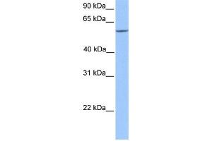 WB Suggested Anti-ERF Antibody Titration: 0. (ERF Antikörper  (C-Term))