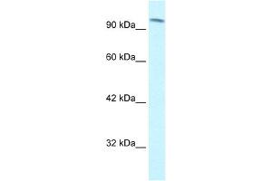 WB Suggested Anti-SMARCC1 Antibody Titration: 1. (SMARCC1 Antikörper  (C-Term))