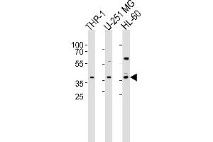 Western blot analysis of lysates from THP-1, U-251 MG, HL-60 cell line (from left to right), using RAD9B Antibody (C-term) (ABIN6244327 and ABIN6577414). (RAD9B Antikörper  (AA 394-428))