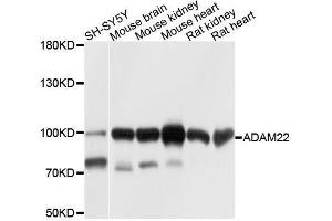 Western blot analysis of extracts of various cell lines, using ADAM22 antibody. (ADAM22 Antikörper  (AA 223-400))