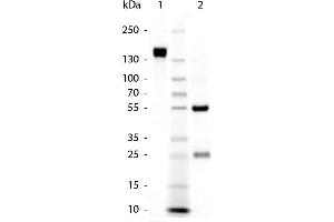 SDS-Page of Goat anti-Rabbit IgG (H&L) Pre-adsorbed Secondary Antibody. (Ziege anti-Kaninchen IgG (Heavy & Light Chain) Antikörper - Preadsorbed)