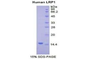 SDS-PAGE (SDS) image for Low Density Lipoprotein Receptor-Related Protein 1 (LRP1) (AA 4441-4544) protein (His tag) (ABIN1980879)
