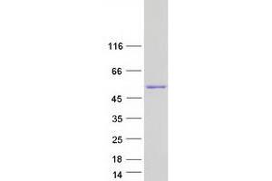 Western Blotting (WB) image for Interferon Regulatory Factor 1 (IRF1) protein (Myc-DYKDDDDK Tag) (ABIN2723787)