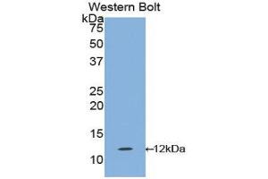 Western Blotting (WB) image for anti-Interleukin 1 Receptor, Type I (IL1R1) (AA 120-208) antibody (ABIN3209488) (IL1R1 Antikörper  (AA 120-208))