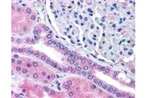 ABIN2564962 (5µg/ml) staining of paraffin embedded Human Kidney. (RHPN2 Antikörper  (Internal Region))