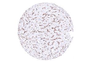 Immunohistochemistry (IHC) image for anti-CD4 (CD4) (AA 216-396) antibody (ABIN7477393)