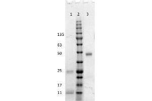 SDS-PAGE results of Goat Fab Anti-Human IgG (H&L) Antibody. (Ziege anti-Human IgG (Heavy & Light Chain) Antikörper - Preadsorbed)