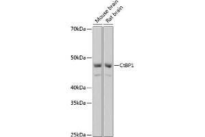 Western blot analysis of extracts of various cell lines, using CtBP1 Rabbit mAb (ABIN7265976) at 1:1000 dilution. (CTBP1 Antikörper)