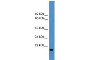 Image no. 1 for anti-Vascular Endothelial Growth Factor B (VEGFB) (AA 91-140) antibody (ABIN6745369) (VEGFB Antikörper  (AA 91-140))