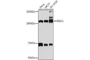 DISC1 Antikörper