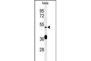 Western blot analysis of DDX49 Antibody (C-term) (ABIN653921 and ABIN2843155) in Hela cell line lysates (35 μg/lane). (DDX49 Antikörper  (C-Term))