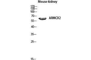 Western Blot (WB) analysis of Mouse Kidney lysis using ARMCX2 antibody. (ARMCX2 Antikörper  (Internal Region))