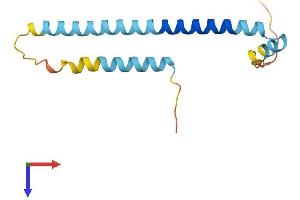 TSC22D3 Protein (AA 1-134) (His tag)