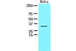Western Blotting (WB) image for anti-HCLS1 Associated Protein X-1 (HAX1) (AA 1-279), (N-Term) antibody (ABIN400856) (HAX1 Antikörper  (N-Term))