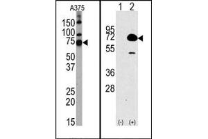 Image no. 1 for anti-Histone Deacetylase 10 (HDAC10) (N-Term) antibody (ABIN356657) (HDAC10 Antikörper  (N-Term))