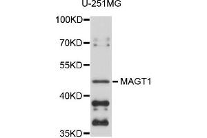 Western blot analysis of extracts of U-251MG cells, using MAGT1 antibody. (MAGT1 Antikörper)