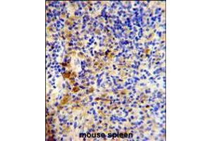 Formalin-fixed and paraffin-embedded mouse spleen reacted with IGJ Antibody (N-term), which was peroxidase-conjugated to the secondary antibody, followed by DAB staining. (IGJ Antikörper  (N-Term))