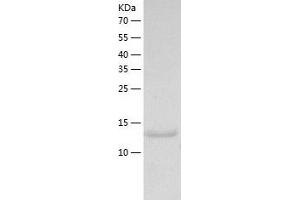 Western Blotting (WB) image for Interleukin 33 (IL33) (AA 109-264) protein (His tag) (ABIN7123594)