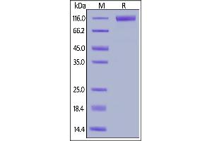 SDS-PAGE (SDS) image for Fms-Related tyrosine Kinase 3 (FLT3) (AA 27-543) (Active) protein (Fc Tag) (ABIN6809860)