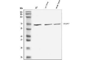 anti-Glutamate Decarboxylase 1 (Brain, 67kDa) (GAD1) (AA 14-122) antibody