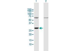 Western Blot analysis of ATP5F1 expression in transfected 293T cell line by ATP5F1 MaxPab polyclonal antibody. (ATP5F1 Antikörper  (AA 1-256))
