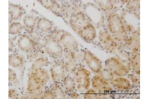 Image no. 4 for anti-Glial Cells Missing Homolog 1 (GCM1) (AA 108-166) antibody (ABIN599044) (GCM1 Antikörper  (AA 108-166))