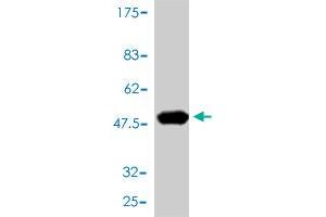 Western Blotting (WB) image for anti-Glutathione S-Transferase pi 1 (GSTP1) (AA 1-210) antibody (ABIN561164)
