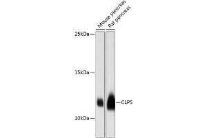 Western blot analysis of extracts of various cell lines, using CLPS antibody (ABIN6133979, ABIN6138742, ABIN6138745 and ABIN6216519) at 1:3000 dilution. (CLPS Antikörper  (C-Term))