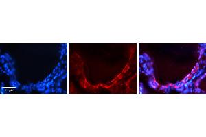 Rabbit Anti-GJA1 Antibody   Formalin Fixed Paraffin Embedded Tissue: Human Thyroid Gland Tissue Observed Staining: Plasma membrane Primary Antibody Concentration: 1:100 Other Working Concentrations: N/A Secondary Antibody: Donkey anti-Rabbit-Cy3 Secondary Antibody Concentration: 1:200 Magnification: 20X Exposure Time: 0. (Connexin 43/GJA1 Antikörper  (Middle Region))