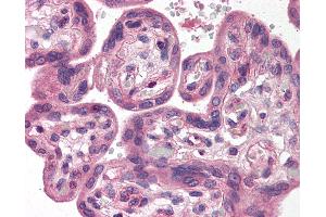 Anti-SH3GLB1 / Bif-1 antibody IHC of human placenta. (SH3GLB1 Antikörper  (C-Term))