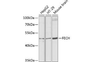 Western blot analysis of extracts of various cell lines, using FECH antibody (ABIN6130423, ABIN6140573, ABIN6140574 and ABIN6224474) at 1:1000 dilution. (FECH Antikörper  (AA 1-200))