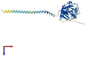UXS1 Protein (AA 1-420) (His tag)