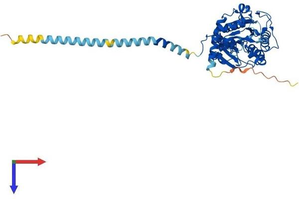 UXS1 Protein (AA 1-420) (His tag)