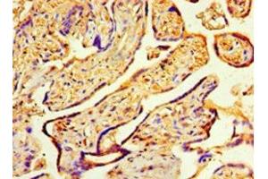 Immunohistochemistry of paraffin-embedded human placenta tissue using ABIN7148499 at dilution of 1:100 (COPS7A Antikörper  (AA 2-275))