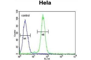 AGXT2 Antibody (C-term) flow cytometric analysis of Hela cells (right histogram) compared to a negative control cell (left histogram). (AGXT2 Antikörper  (C-Term))