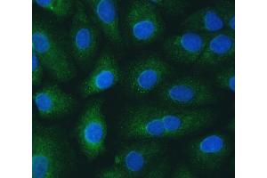 IF analysis of SH2D4A using anti-SH2D4A antibody (ABIN7601695).