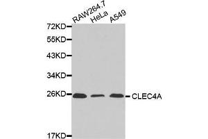 Western blot analysis of extracts of various cell lines, using CLEC4A antibody. (CLEC4A Antikörper  (AA 70-237))
