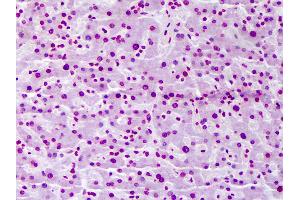 Anti-FBXW7 antibody IHC of human liver. (FBXW7 Antikörper  (AA 599-708))