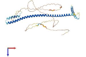 MLF1IP Protein (AA 1-410) (His tag)