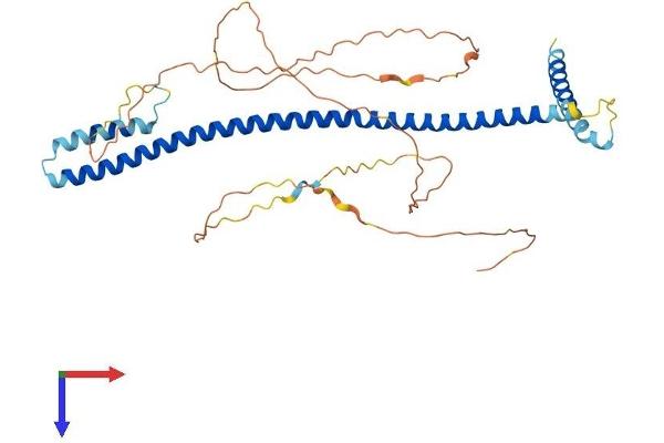 MLF1IP Protein (AA 1-410) (His tag)