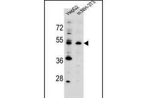 KCMF1 antibody (C-term) (ABIN655481 and ABIN2845002) western blot analysis in HepG2,mouse NIH-3T3 cell line lysates (35 μg/lane). (KCMF1 Antikörper  (C-Term))