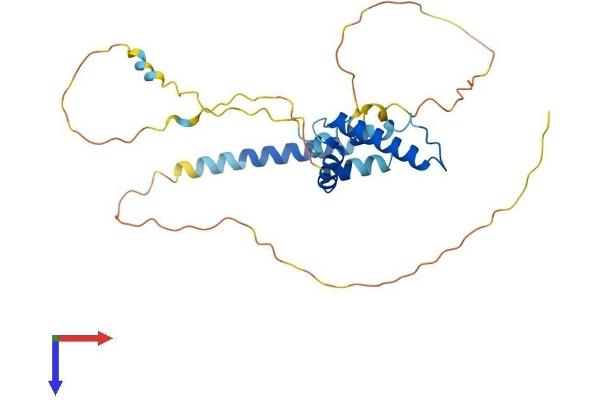 TIPIN Protein (AA 1-278) (His tag)