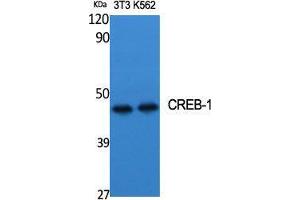 Western Blot (WB) analysis of specific cells using CREB-1 Polyclonal Antibody. (CREB1 Antikörper  (Ser257))