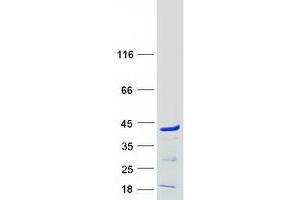 Western Blotting (WB) image for Polyglutamine Binding Protein 1 (PQBP1) (Transcript Variant 1) protein (Myc-DYKDDDDK Tag) (ABIN2729532)