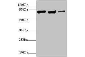 Western blot All lanes: KIF3A antibody at 9. (KIF3A Antikörper  (AA 430-699))